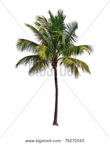 Coconut palm tree isolated on white background