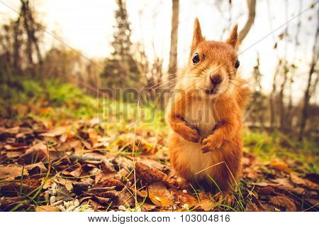 Squirrel red fur funny pets autumn forest on background wild nature animal thematic