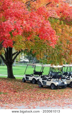 Nature background in autumn colors. Beautiful fall landscape with red colored maple tree close up in sunlight on a golf course golf carts and red foliage on a ground. Midwest USA Wisconsin. Vertical composition.