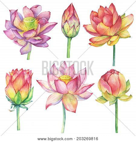 Set with pink flowers and buds lotus, (water lily, Indian lotus, sacred lotus, Egyptian lotus). Watercolor hand drawn painting illustration isolated on white background. Symbol of India.