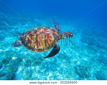 Green sea turtle in sea. Big green sea turtle closeup. Wild nature marine species. Turtle in tropical sea. Tortoise photo. Big turtle in blue water. Aquatic animal underwater. Diving in tropics