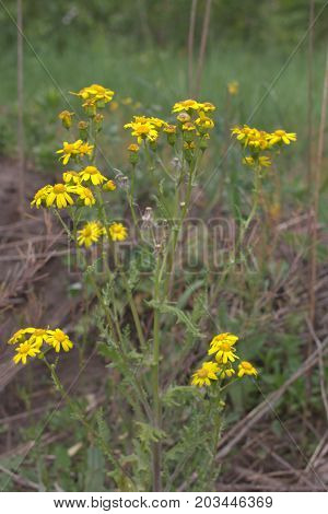 Golden Marguerite Plant. Flowers Of Bright Sun