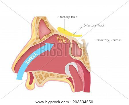 nasal receptors olfactory bulb vector on white background