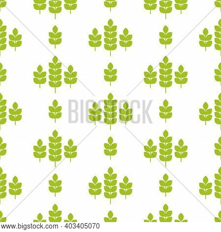 Seamless Pattern With Ears Of Wheat, Barley Or Rye. Natural Gren Ornament On White. Eco Company, Agr