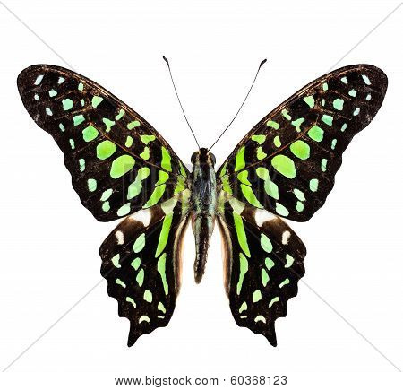 Tailed Jay Butterfly, The Green Spotted Butterfly, Purely Isolated On White Background