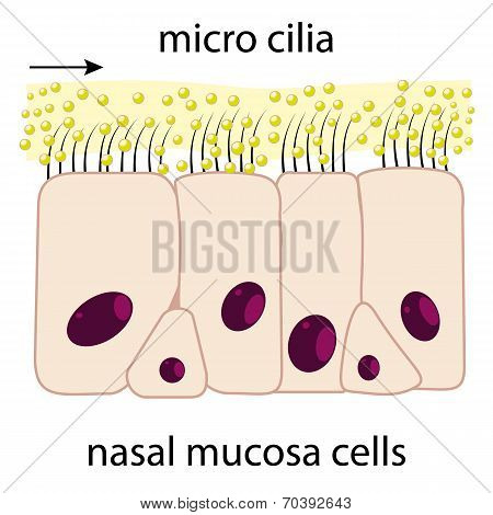 Nasal Mucosa