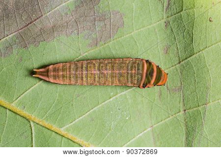 Five-bar Swordtail Caterpillar