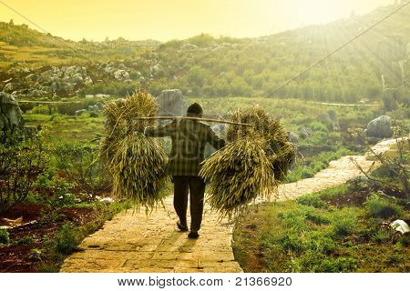 un agriculteur transportant le blé sèche après la récolte