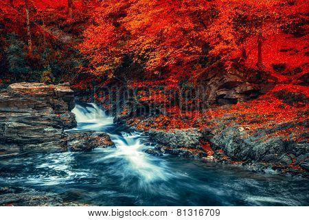 Summer landscape with a beautiful beech forest. Mountain stream with cascades. Soft effect. Color toning