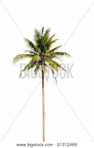 Coconut Palm Tree, Coco Green Leaves Isolated