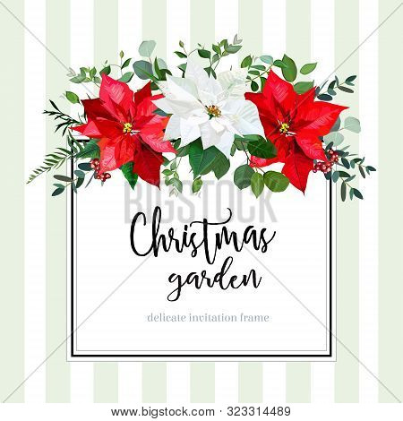 Square Floral Vector Design Card In Christmas Style. White And Red Poinsettia Flowers, Eucalyptus, G