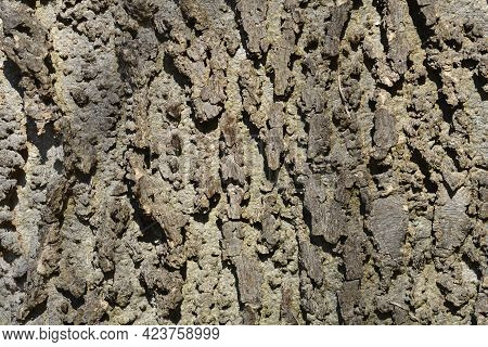 Common Hackberry Bark Detail - Latin Name - Celtis Occidentalis