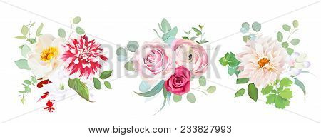 Garden Flowers Vector Design Bouquets.red Striped, Creamy Dahlia, Pink Ranunculus, Rose Flowers, Fre