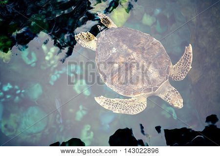 Close-up olive green turtle, sea turtle in blue water, olive green turtle in water, smiling turtle photo, sea turtle smiling, adult turtle, tropical animal, sea animal in water, swimming turtle