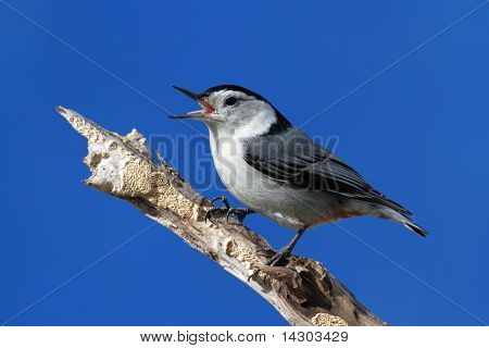 Bird Singing