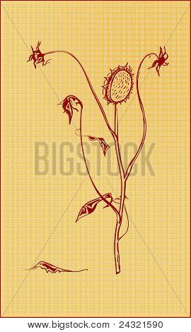 Dried Flower