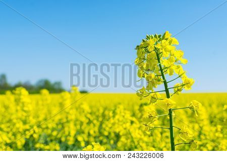 Rapeseed (brassica Napus), Rape, Oilseed Rape Field.  Bright-yellow Flower Brassica Napus Close Up.