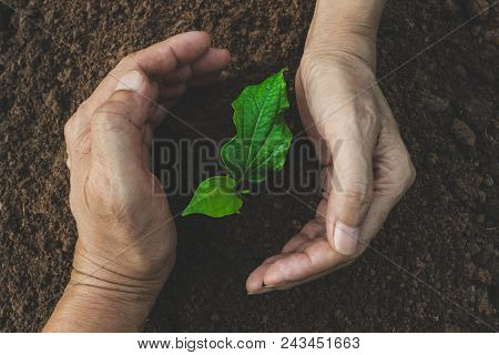 Hand Of Person Protection Growing Young Plant On Fertile Soil For Agriculture Or Save Earth,nature C