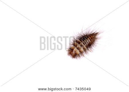 Larval form of Anthrenus flavipes (furniture carpet beetle)