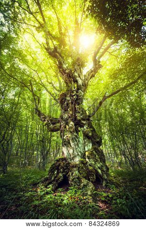 Magic Tree. Beautiful Spring Sunrise In The Forest