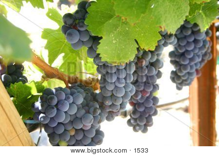 Wine Grapes