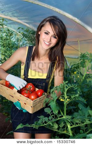 Cultivo de tomate