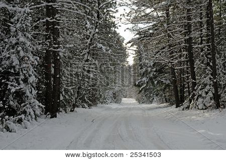 通过森林雪道