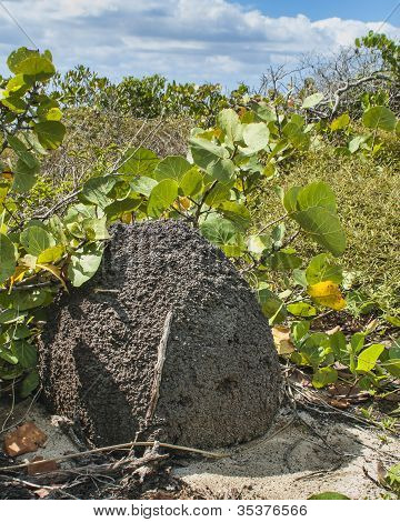 Monte de cupim no Duna Beach