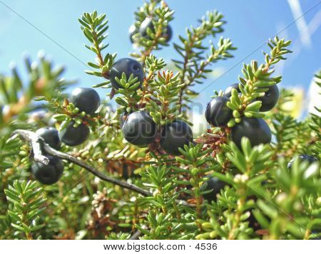 Crowberry