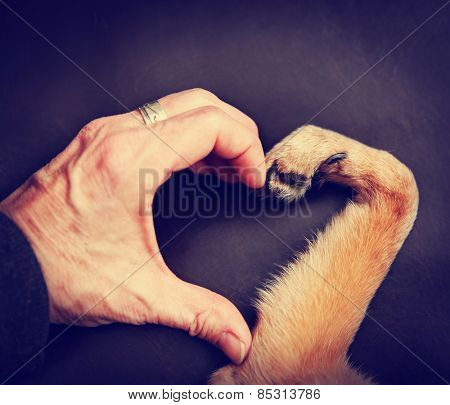 a person and a dog making a heart shape with the hand and paw toned with a retro vintage instagram filter effect app or action