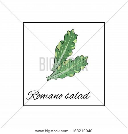 Romano salad. Isolated vector drawn vegetables on white background