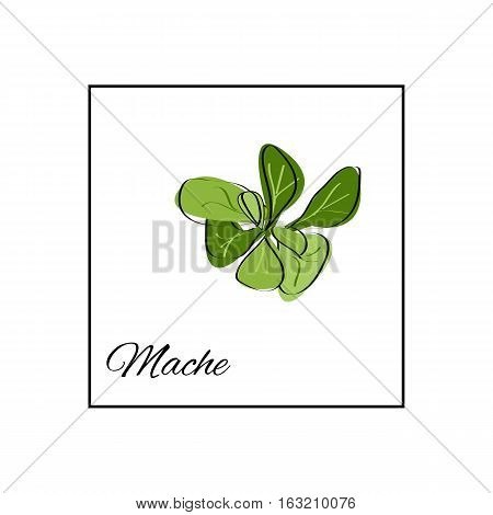 Mache. Isolated vector drawn herbs on white background