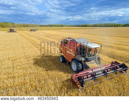 Harvest Wheat Grain And Crop Aerial View.harvesting Wheat,oats, Barley In Fields,ranches And Farmlan