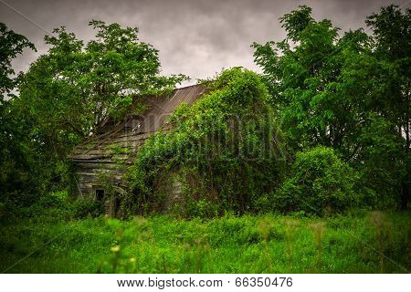 Old, Abandoned, Derelict, Ivy Covered Cabin