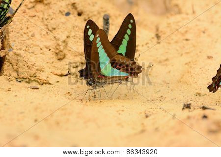 Common Bluebottle Butterfly (graphium Sarpedon)