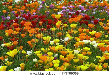 California Poppy (eschscholzia)