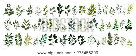 Collection Of Greenery Leaf Plant Forest Herbs Tropical Leaves Spring Flora In Watercolor Style. Vec