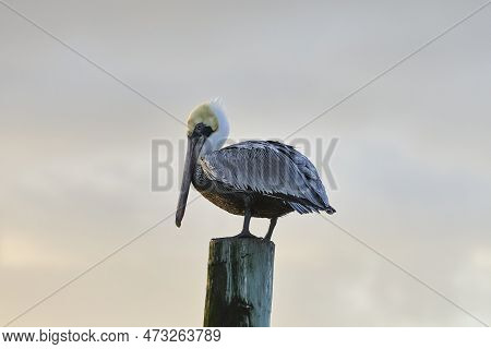 A Pelican Standing On A Post With Sky