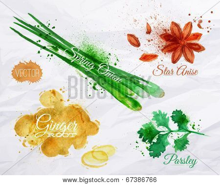 Spices herbs watercolor star anise, parsley, spring onion, ginger root