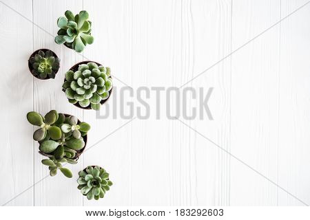 Green house plants potted, succulentson clean white wooden background. Home gardening, close-up with copyspace. Scandinavian rustic style decor.