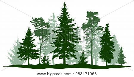 Evergreen Forest Pine, Tree Isolated. Park, Alley Christmas Tree. Vector Illustration. Landscape Of 