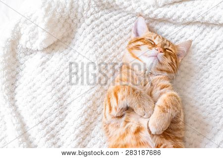 Ginger Cat Sleeping