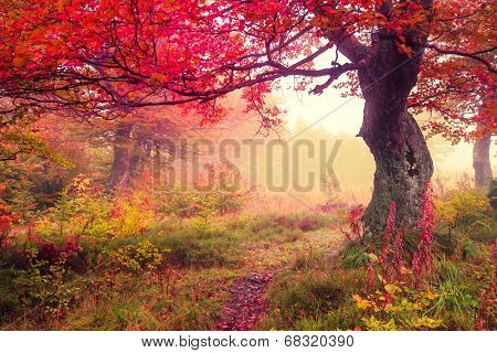 Majestic landscape with autumn trees in forest. Carpathian, Ukraine, Europe. Beauty world. Retro filtered. Toning effect.