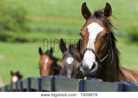 Horse Ranch