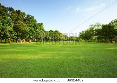 Beautiful Morning Light In Public Park With Green Grass Field And Green Fresh Tree Plant Perspective