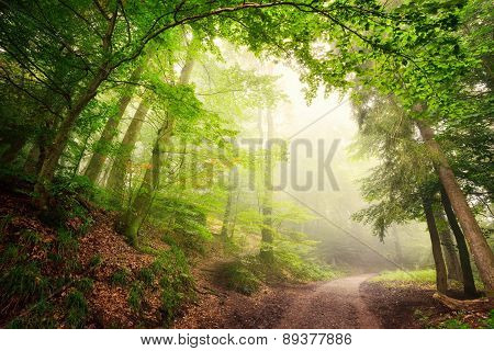 Natural Archway Of Trees