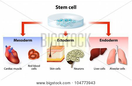 Stem Cell Application