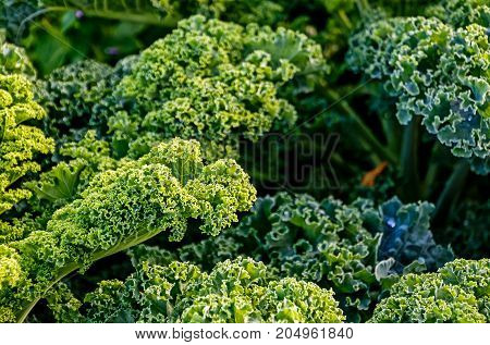 Curly kale (Brassica oleracea) plants in field