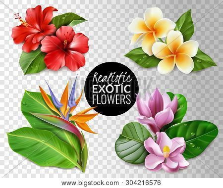 Raelistic Exotic Flowers Transparent Background Set. Collection Of Tropical Flowers On Transparent B