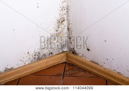 Black mold in the corner of room wall